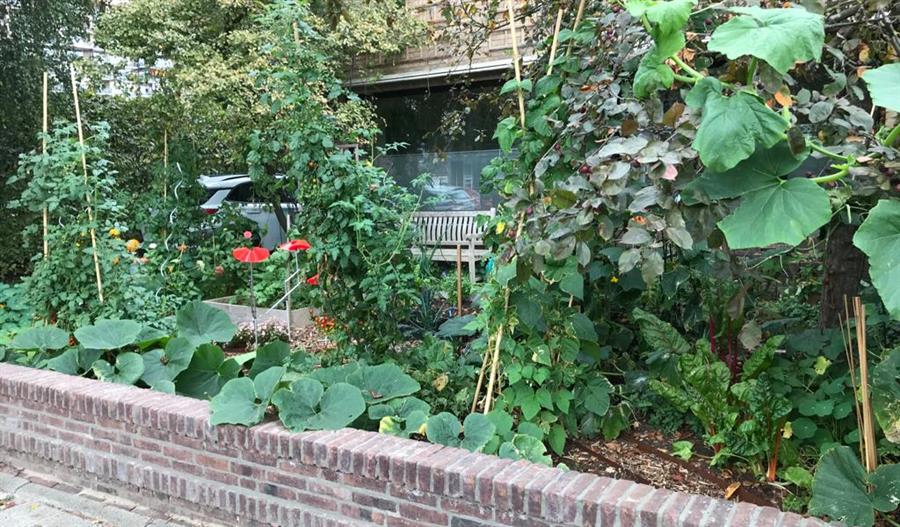 Bericht Heb je de groenste tuin van Zwijndrecht en Heerjansdam?  bekijken